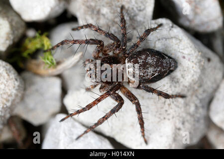 Lynx spider (Oxyopes ramosus), su una pietra, Austria Foto Stock