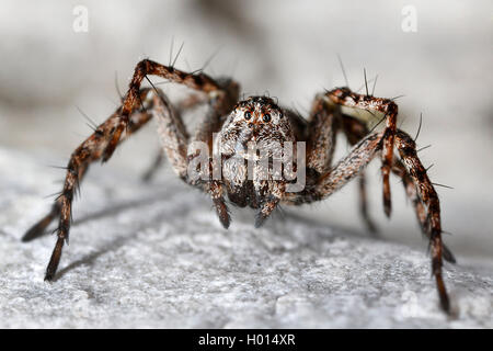 Lynx spider (Oxyopes ramosus), su una pietra, Austria Foto Stock