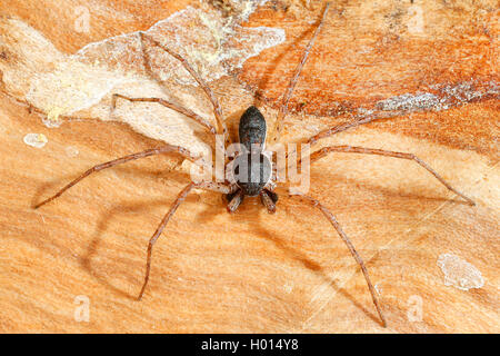 Philodromus (Philodromus spec.), maschio, Austria Foto Stock