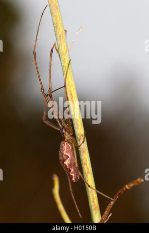 A lungo a ganasce orb weaver (Tetragnatha obtusa), femmina, Austria Foto Stock