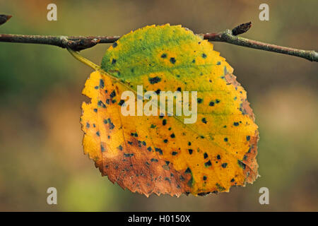 Roverella (betulla Betula pubescens), Autumn Leaf, Germania Foto Stock