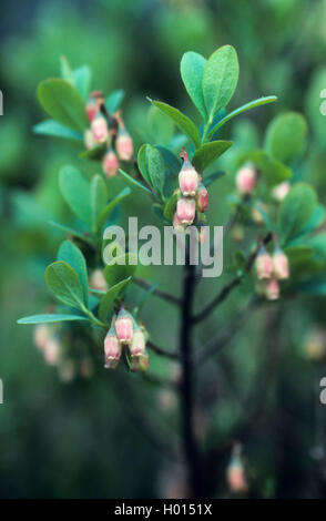 Alpine mirtillo, bog mirtillo, bog mirtillo, northern mirtillo, bog whortleberry (Vaccinium uliginosum), fioritura, Germania Foto Stock