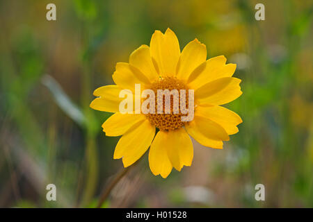 Il mais crisantemo, mais (marigold Chrysanthemum segetum, Glebionis segetum), infiorescenza, Germania Foto Stock