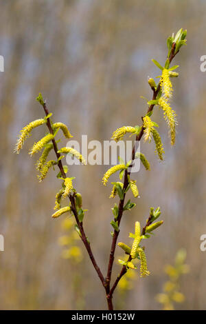 Il salice bianco (Salix alba), filiale di fioritura, Germania Foto Stock