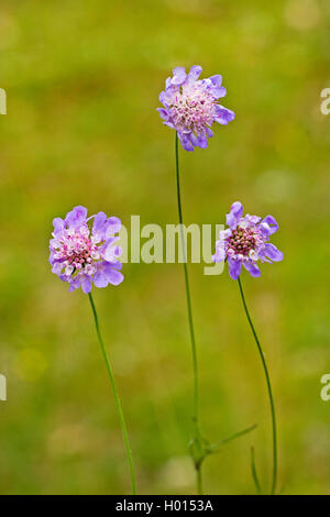 Piccolo scabious, Minor scabious (Scabiosa colombari), fioritura, Germania Foto Stock