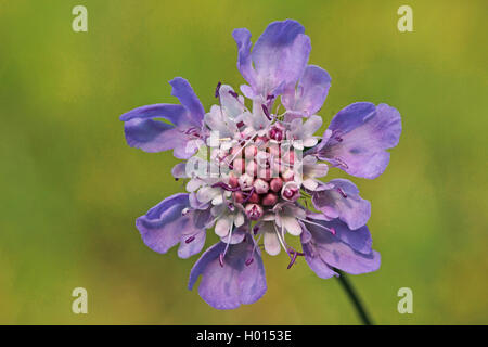 Piccolo scabious, Minor scabious (Scabiosa colombari), infiorescenza, Germania Foto Stock