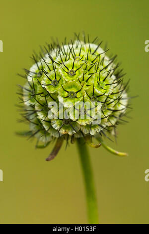 Piccolo scabious, Minor scabious (Scabiosa colombari), infructescence, Germania Foto Stock