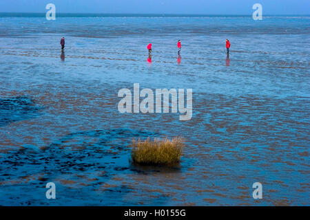 Persona in mare di Wadden a Dorum-Neufeld, Germania, Hamburgisches Wattenmeer National Park Foto Stock