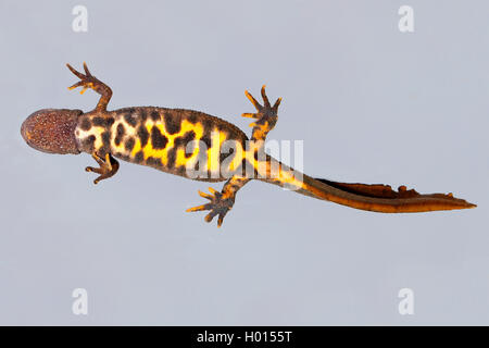 Alpine tritone crestato italiano, presenta verrucosa newt (Triturus carnifex), femmina, parte inferiore, Austria Foto Stock