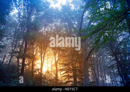 Sunrise nel Bosco nebbioso, in Germania, in Renania settentrionale-Vestfalia, la zona della Ruhr, Witten Foto Stock