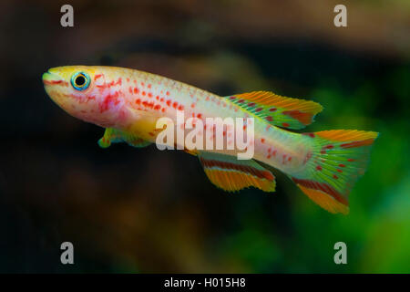 Acciaio-blu, Aphyosemion Gardneri killifish (Aphyosemion gardneri, Fundulopanchax gardneri), Oro, Frank Teigler Foto Stock