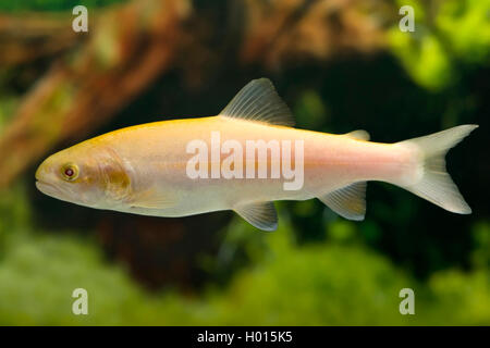 Goldforelle, Gold-Forelle, Regenbogenforelle, Regenbogen-Forelle (Oncorhynchus mykiss, Salmo gairdnerii), Oro | trota dorata, Ra Foto Stock