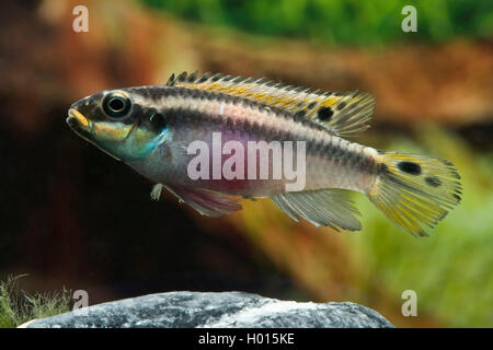 Rainbow Cichlid, kribensis, Viola cichlid, Dwarf cichlid arcobaleno, krib comune (Pelvicachromis pulcher, Pelmatochromis pulcher), nuoto Foto Stock