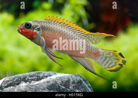 Rainbow Cichlid, kribensis, Viola cichlid, Dwarf cichlid arcobaleno, krib comune (Pelvicachromis pulcher, Pelmatochromis pulcher), nuoto Foto Stock