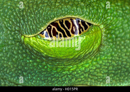 Red-eyed treefrog, redeyed treefrog, redeye treefrog, occhi rossi treefrog, con gli occhi rossi (rana Agalychnis callidryas), occhio, Seicelle Foto Stock