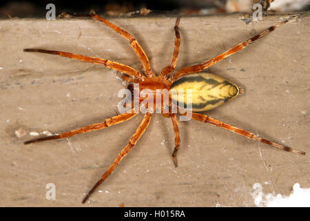Ghost spider (Anyphaenidae), tropicali ghost spider, vista da sopra, Costa Rica Foto Stock
