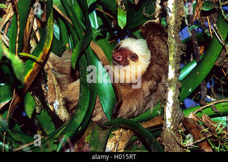 Hoffmann per le due dita bradipo (Choloepus hoffmanni), su un albero, Costa Rica Foto Stock