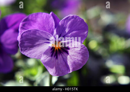 Cornuto pansy, cornuto viola (Viola cornuta), fiore Foto Stock