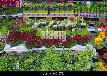 La vendita di ob e giardino con piante da interni davanti a un supermercato, Germania Foto Stock