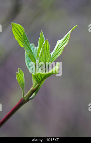 American sanguinello, bianco-fruttato sanguinello, rosso-abbaiato sanguinello (Cornus sericea), foglie di germogli in primavera, Germania Foto Stock