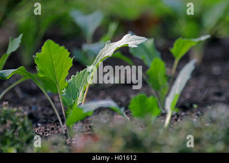 Cavolo rapa Brassica oleracea convar. acepala var. gongylodes, Brassica oleracea var. gongylodes), germi in una patch vegetale Foto Stock