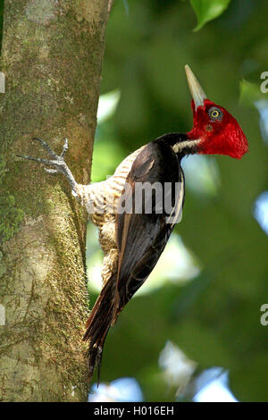 Un pallido fatturati picchio rosso maggiore (Campephilus guatemalensis), maschio in corrispondenza di un tronco di albero, Costa Rica Foto Stock