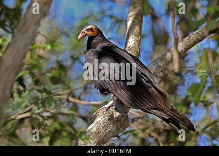 Minor giallo-headed Vulture (Cathartes burrovianus), si siede su un ramo su un albero, Costa Rica Foto Stock