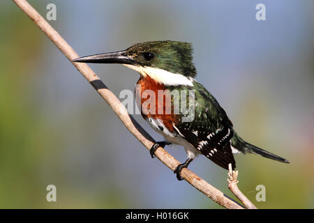 Green kingfisher (Chloroceryle americana), maschio su un ramoscello, Costa Rica Foto Stock