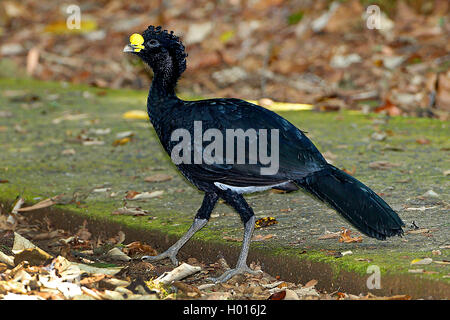 Hocco messicano (Crax rubra), maschio, Costa Rica Foto Stock