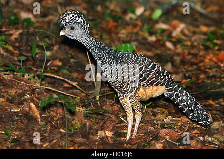 Hocco messicano (Crax rubra), femmina, Costa Rica Foto Stock