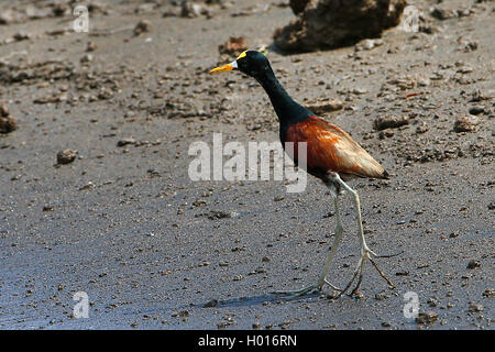 Nord (jacana Jacana spinosa), sulla riva, Costa Rica Foto Stock