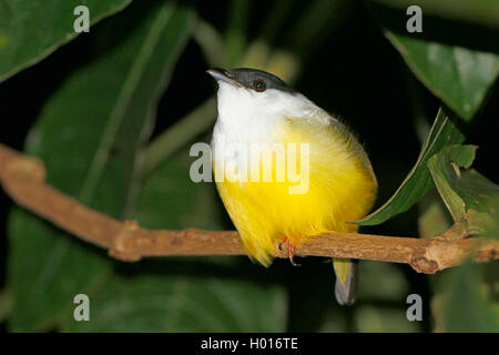 Bianco-collare (manakin Manacus candei), maschio si siede su un ramo, Costa Rica Foto Stock