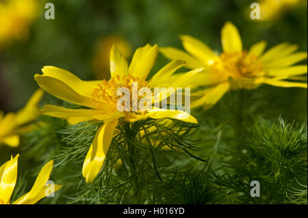 La molla di Adone (Adonis vernalis), fiori, Germania Foto Stock
