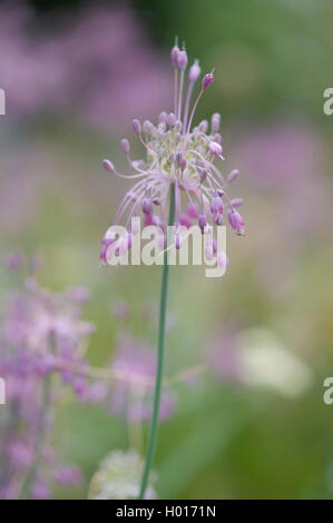 Keeled l'aglio (allium carinatum ssp. pulchellum, Allium pulchellum), fioritura, Germania Foto Stock