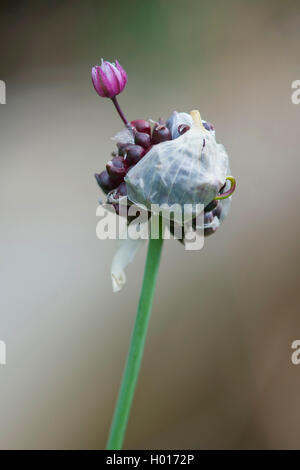 Campo di aglio, crow aglio, cipolla selvatico (Allium vineale), fiore singolo a un'infiorescenza, Germania Foto Stock