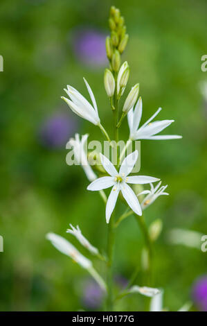 San Bernardo lily (Anthericum liliago), infiorescenza, deustchla Foto Stock