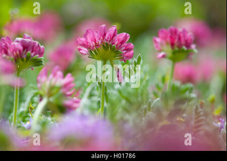 Vetch di montagna (Anthyllis montana), fioritura Foto Stock