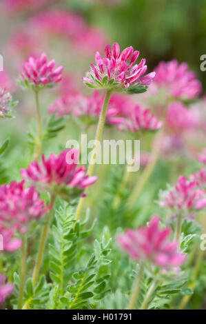 Vetch di montagna (Anthyllis montana), fioritura Foto Stock