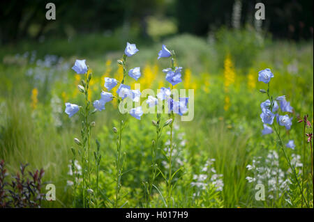 Peach-lasciarono la campanula (Campanula persicifolia), che fiorisce in un prato, Germania Foto Stock