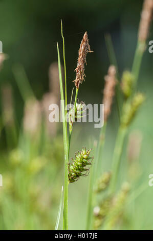 Distante sedge (Carex distans), infiorescenza, Germania Foto Stock