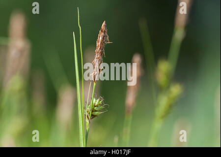 Distante sedge (Carex distans), infiorescenza, Germania Foto Stock