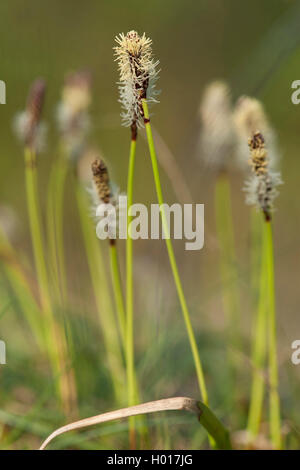 Molla di rare sedge (Carex ericetorum), fioritura, Germania Foto Stock