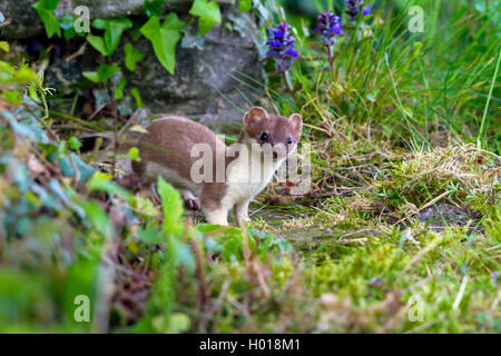 Ermellino, ermellino, corto-tailed donnola (Mustela erminea), di fronte alla sua tana in una parete, Svizzera, Sankt Gallen Foto Stock