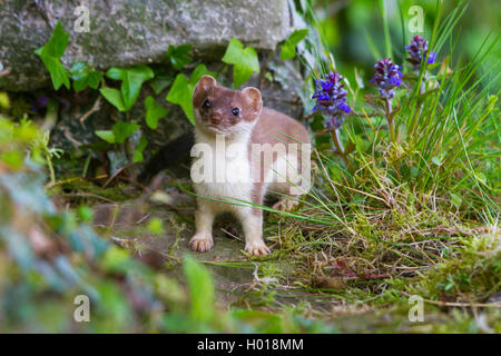 Ermellino, ermellino, corto-tailed donnola (Mustela erminea), di fronte alla sua tana in una parete, Svizzera, Sankt Gallen Foto Stock