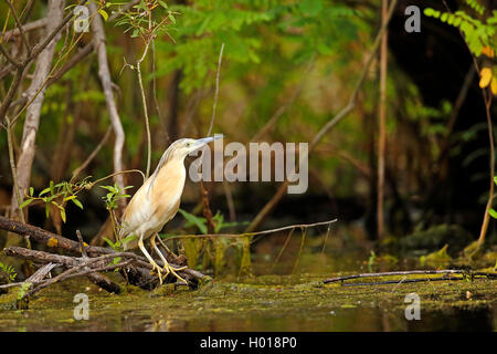 Sgarza ciuffetto (Ardeola ralloides), in piedi su un ramo in acqua, vista laterale, Romania, il Delta del Danubio Foto Stock