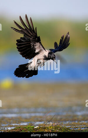 Cornacchia mantellata (Corvus corone cornix, Corvus cornix), sbarco ha un nido avvistato in volo, Romania, il Delta del Danubio Foto Stock