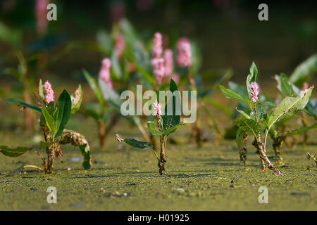 Bistort anfibio (Persicaria amphibia, Polygonum amphibium), che fiorisce in acqua, Romania, il Delta del Danubio Foto Stock