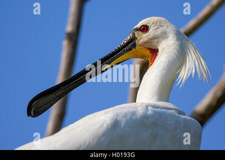 White spatola (Platalea leucorodia), ritratto, vista laterale, Romania, il Delta del Danubio Foto Stock