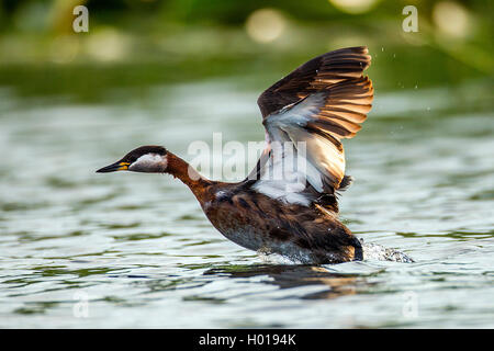 Rosso Colli di svasso (Podiceps grisegena), a partire dall'acqua, vista laterale, Romania, il Delta del Danubio Foto Stock