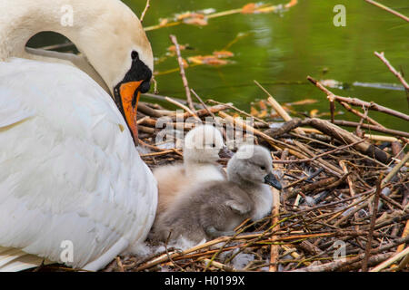 Cigno (Cygnus olor), allevamento cigno con due pulcini sul nido, Svizzera, sul lago di Costanza Foto Stock